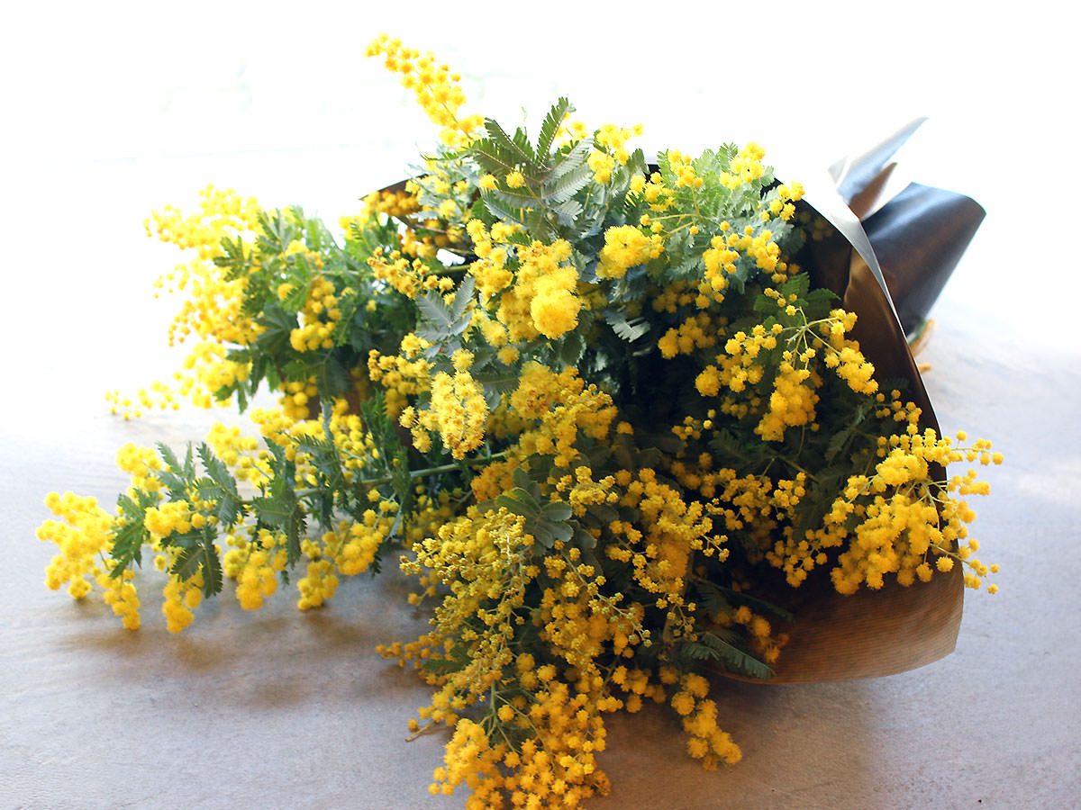 Mimosa Bouquet 3000