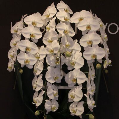 featured_phalaenopsis